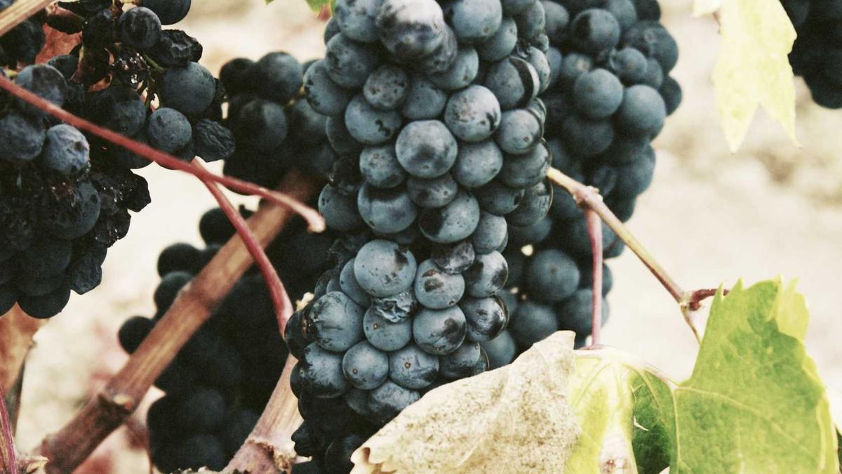 Symbolbild zum Thema Kreuzfahrt Symbole