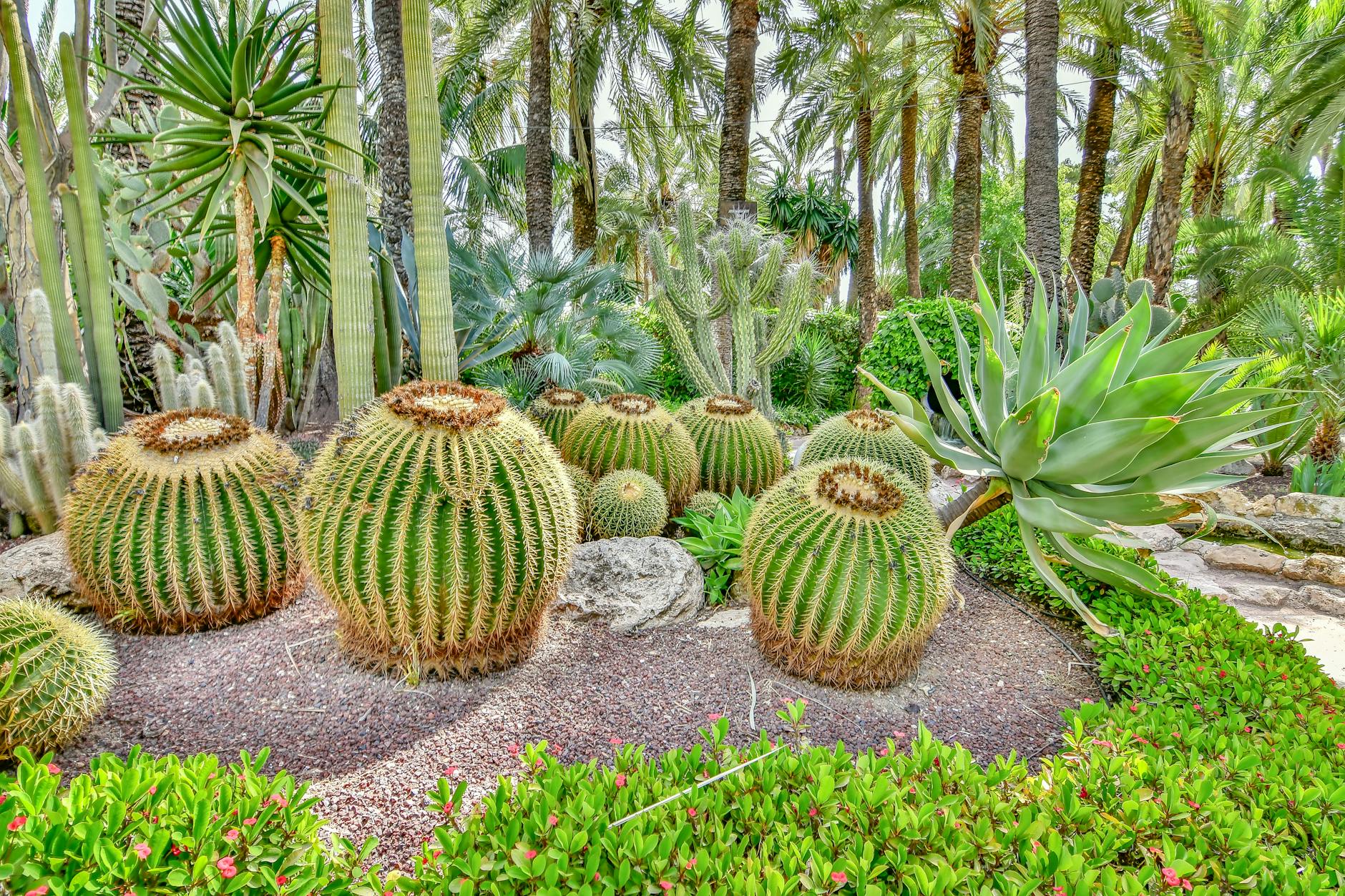 Illustration zu Exotischer Garten Monaco