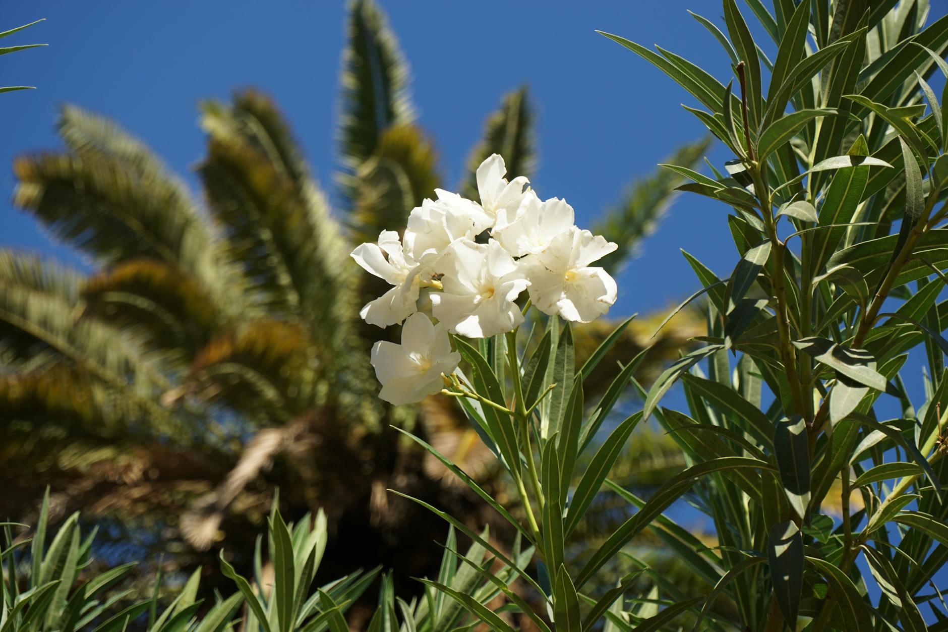 Giftige Pflanzen Urlaub Detailansicht: Giftige Pflanzen Urlaub