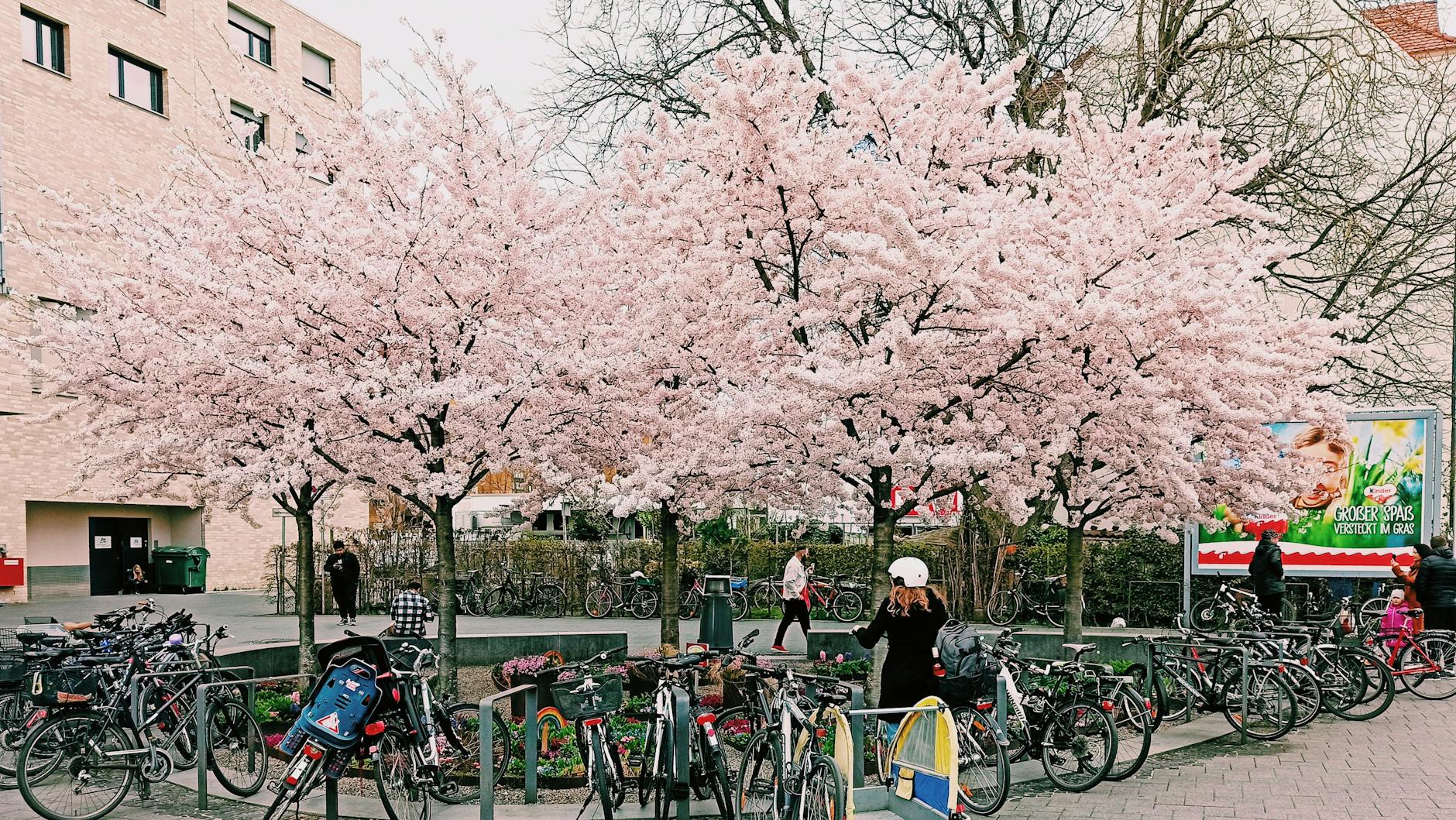 Kirschblüte Deutschland Illustration zu Kirschblüte Deutschland