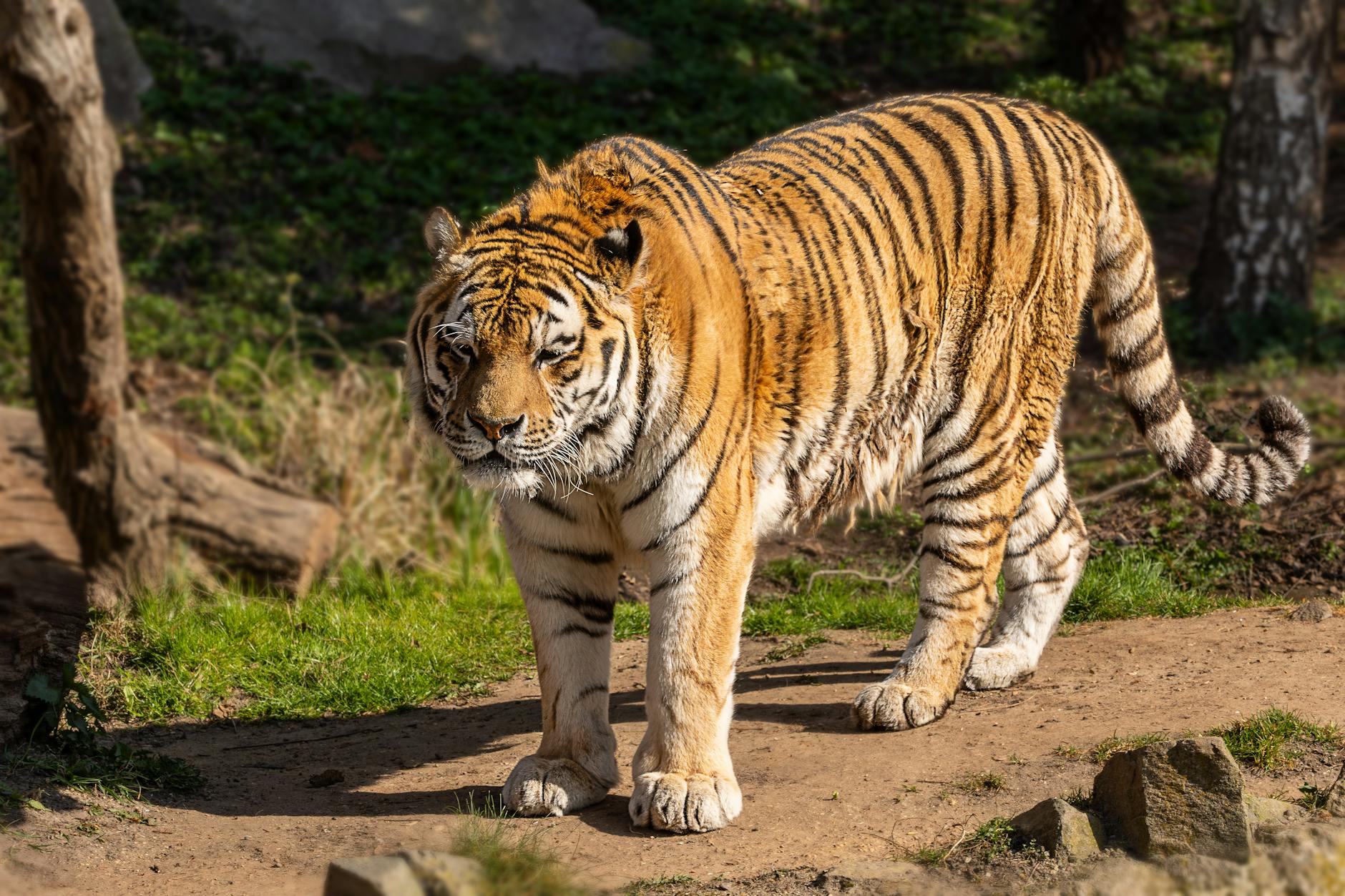 Detailansicht: Schönste Zoos Deutschland