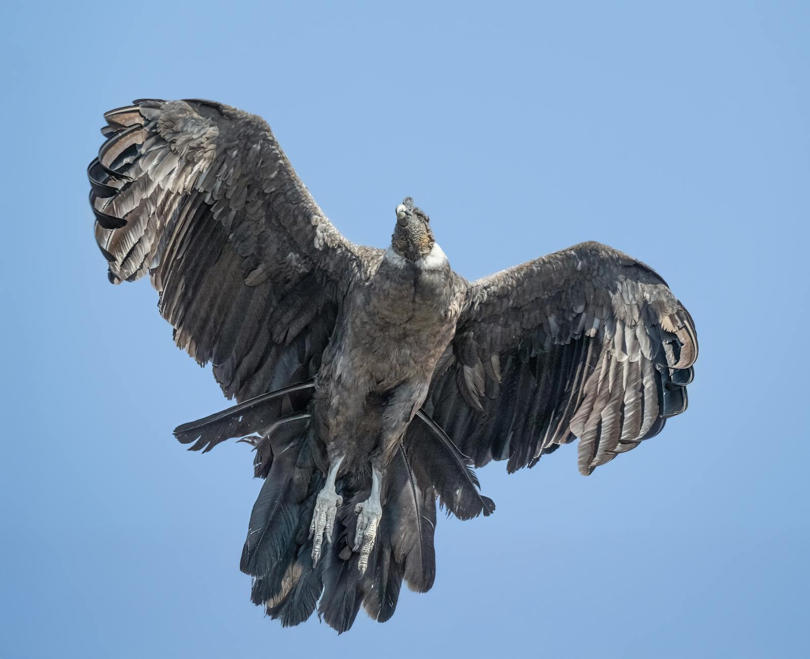 Condor Flüge Kanaren Illustration zu Condor Flüge Kanaren