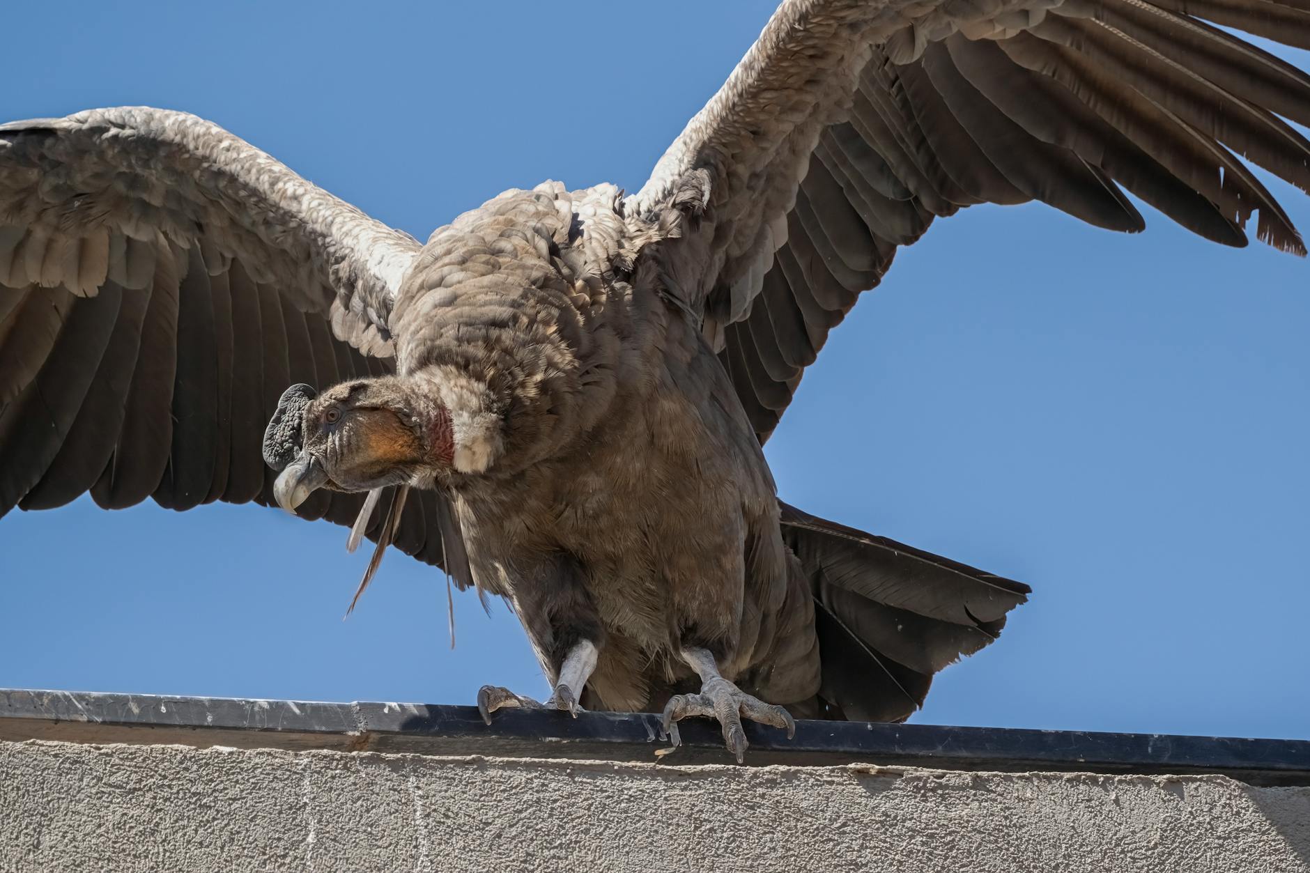 Condor Flüge Kanaren Detailansicht: Condor Flüge Kanaren