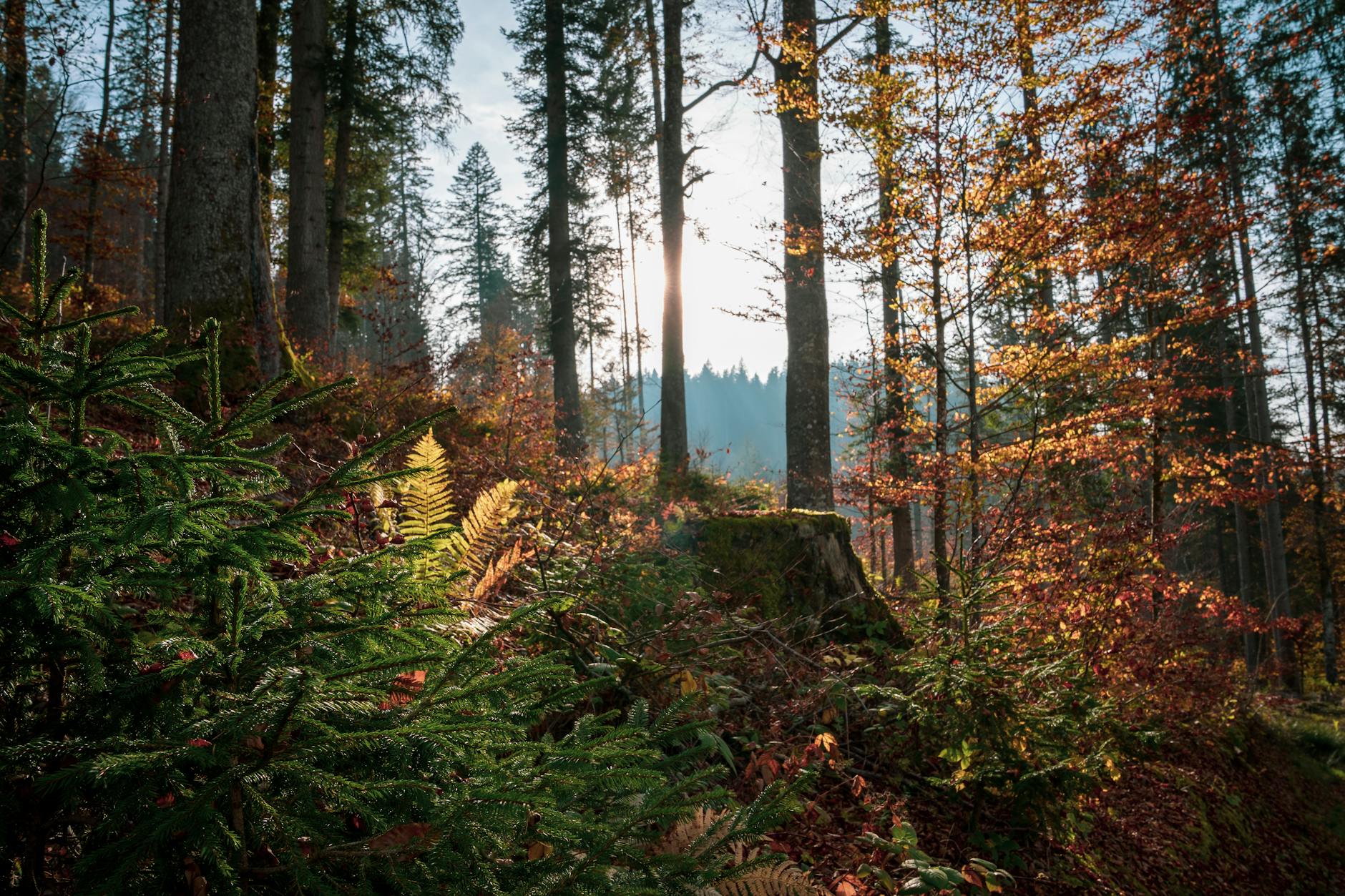 Illustration zu Schwarzwald Ausflugsziele