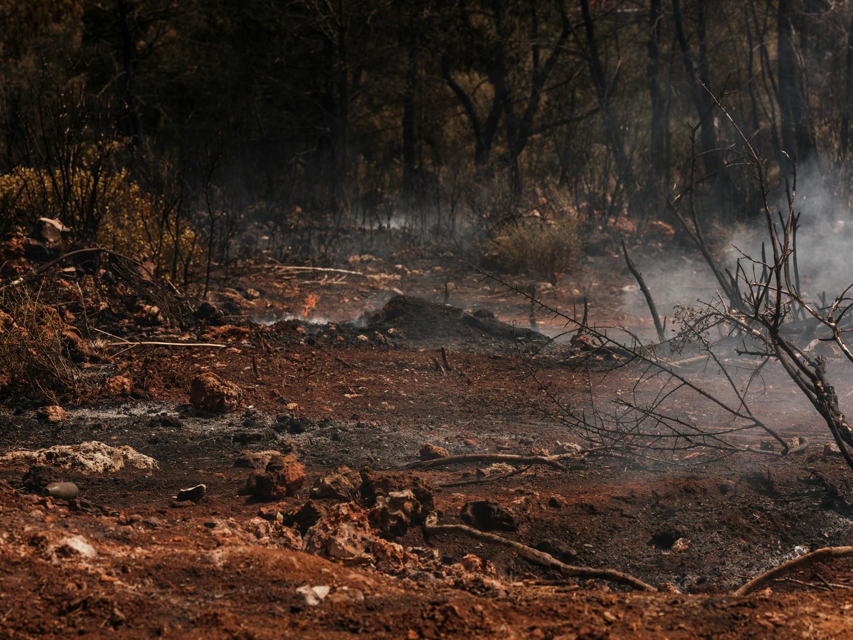 Detailansicht: Waldbrand Toskana