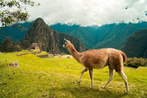 Outdoor-Abenteuer Peru: Anden, Machu Picchu & Titicacasee